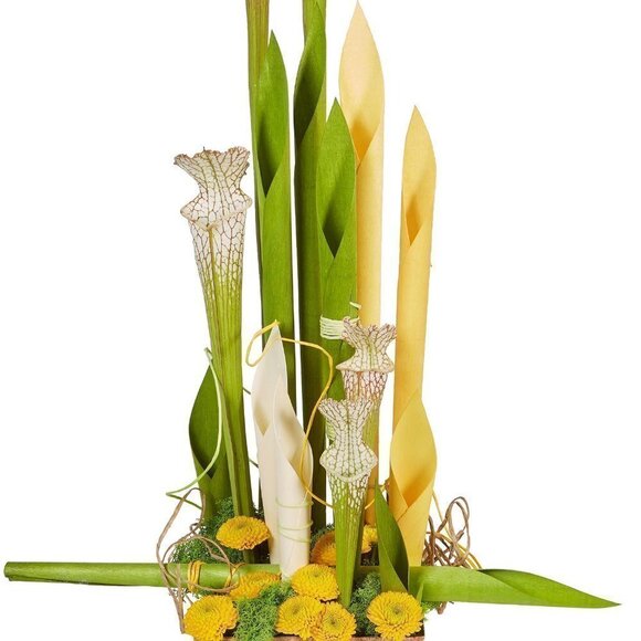 Black and Red Wood Calla - Picture 2 of 3